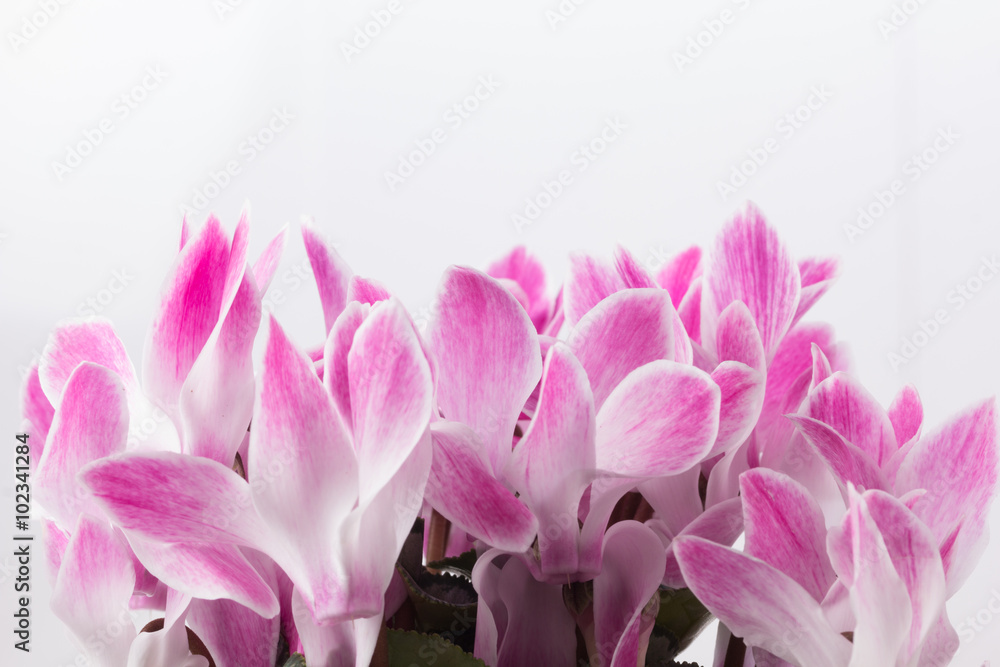 Fresh pink cyclamen Fresh pink cyclamen