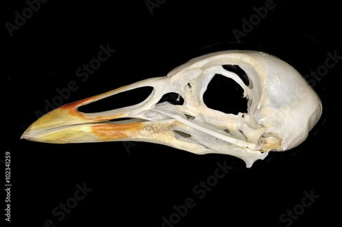 The common moorhen (Gallinula chloropus) skull