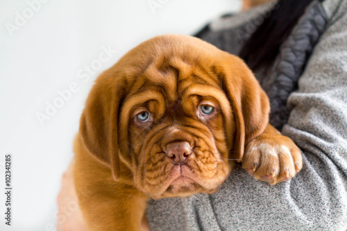 Dogue de Bordeaux puppy in his breeder's arms looking into the camera.