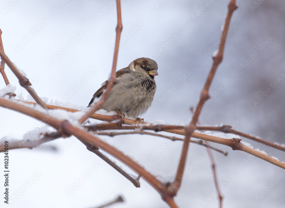 Sparrow on a tree against the blue sky Sparrow on a tree against the blue sky