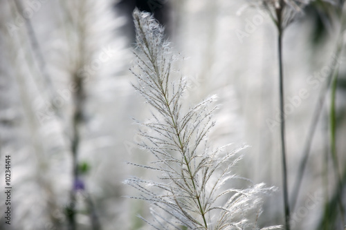 reeds grass background. © sakhorn38