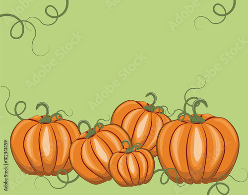 Fresh Pumpkins on white background. Vector