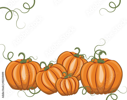Fresh Pumpkins on white background. Vector