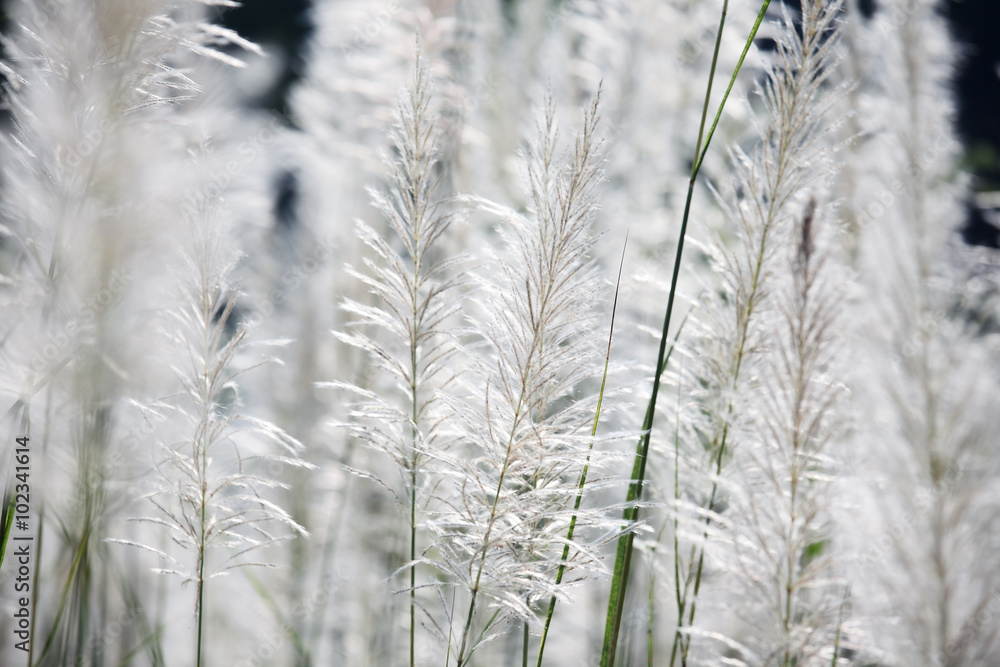 Obraz premium reeds grass background.