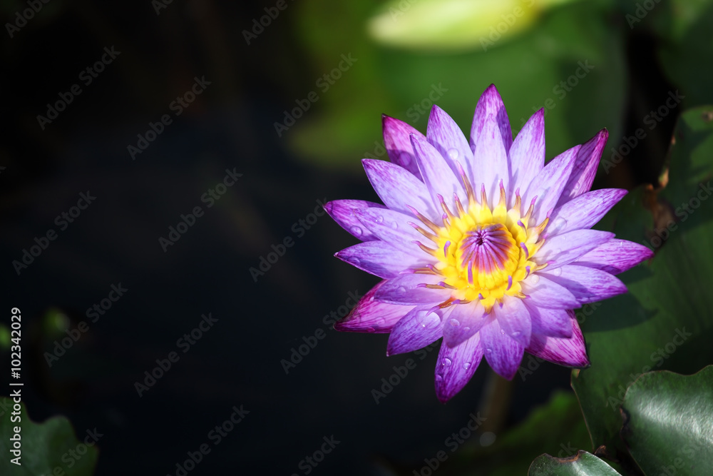 colorful lotus flower colorful lotus flower