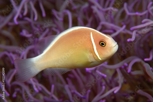 Anemonenfisch