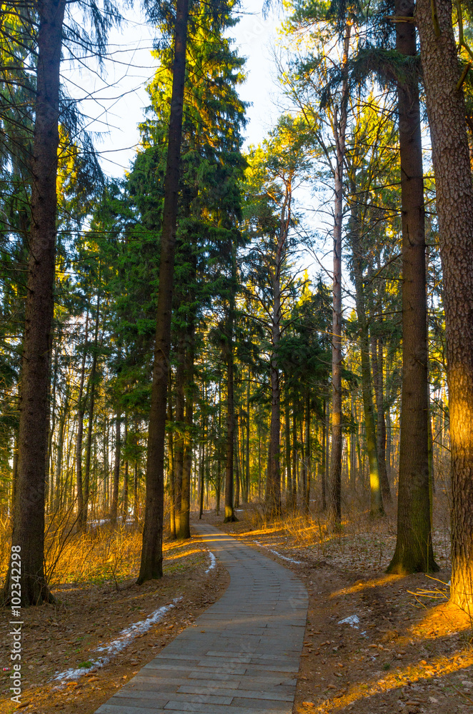 Fototapeta premium Sun rays of the evening sunset in the winter pine forest