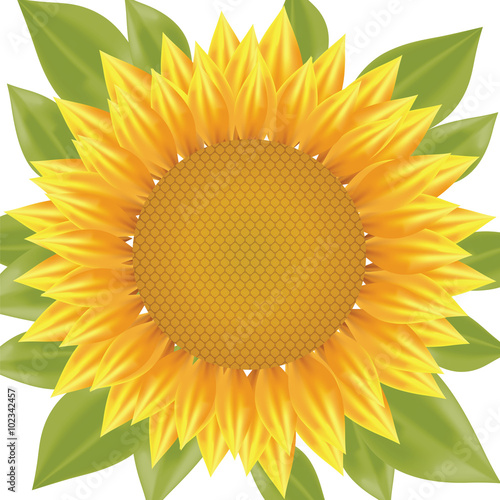 Sun flower illustration with pattern. Vector