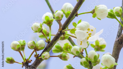 Wallpaper Mural Wild plum flower blossoming / Time lapse video of a wild plum flower growing on a blue background Torontodigital.ca