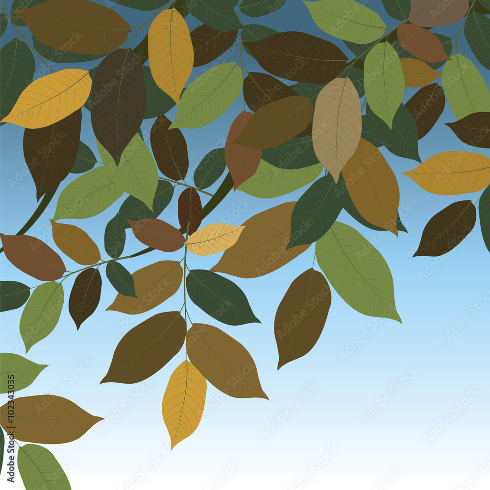 Walnut Tree leaves. Vector Walnut Tree leaves. Vector