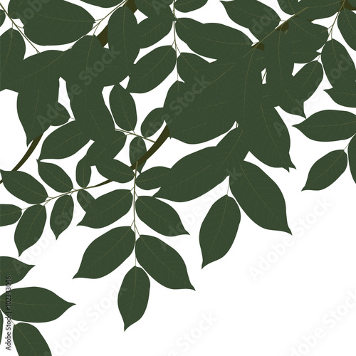 Walnut Tree leaves. Vector
