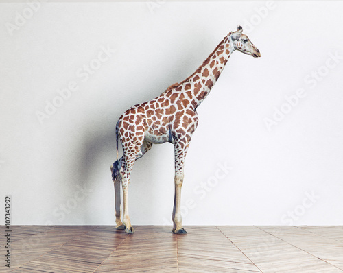 the giraffe baby