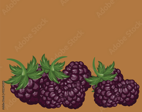 Blackberries delicious dessert. Vector