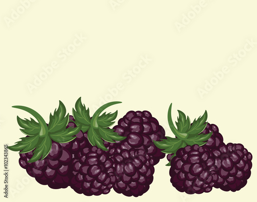 Blackberries delicious dessert. Vector