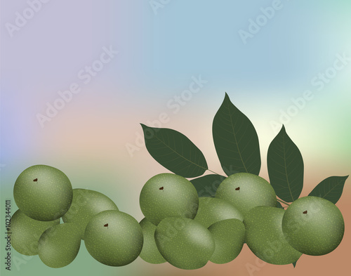Walnuts and leaves. Vector