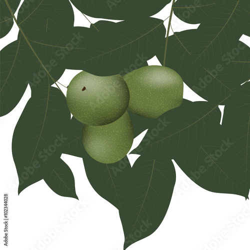 Walnuts and leaves. Vector