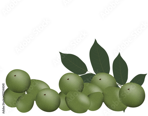 Walnuts and leaves. Vector