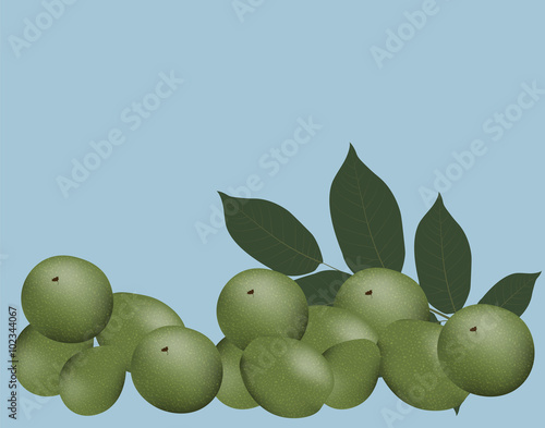 Walnuts and leaves. Vector