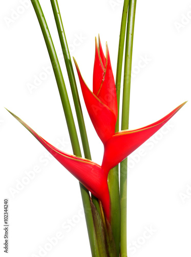 Tropical Heliconia flower isolated on white background. The file contains a clipping path.