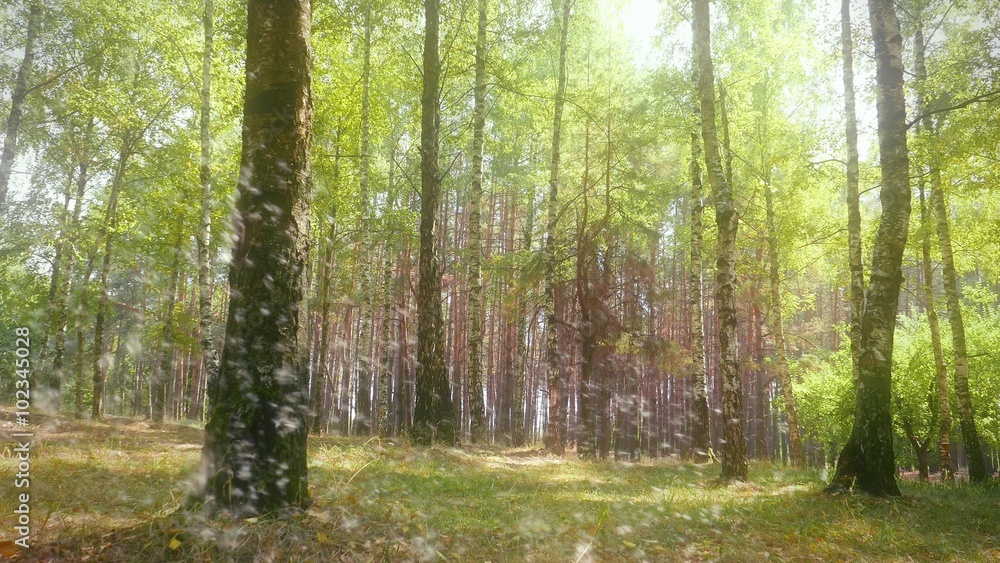 romantic sunny forest in a dream, fluff flying in the air . Birches in the park. Environment protection. Ecology, nature protection, forest resources of the Earth. romantic sunny forest in a dream, fluff flying in the air . Birches in the park. Environment protection. Ecology, nature protection, forest resources of the Earth.