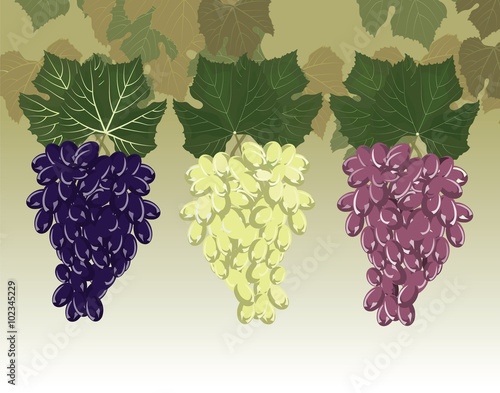 Grapes clusters set. Vector