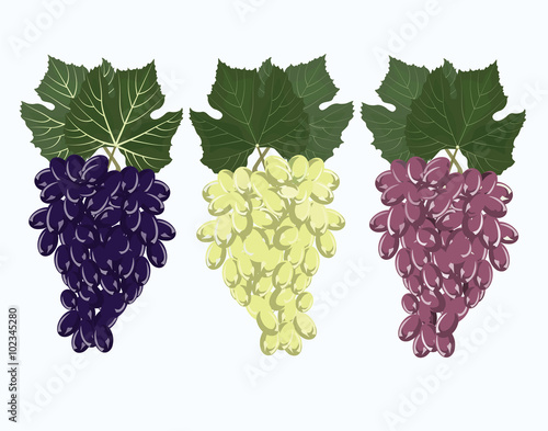 Grapes isolated background. Vector