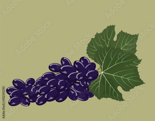 Grapes isolated background. Vector