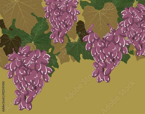 Grapes clusters set. Vector