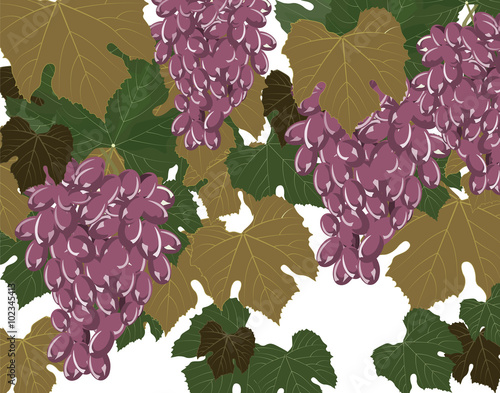 Grapes clusters set. Vector