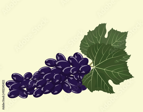 Grapes isolated background. Vector
