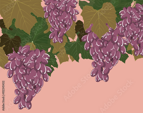 Grapes clusters set. Vector