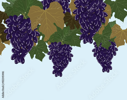 Red Grapes clusters. Vector