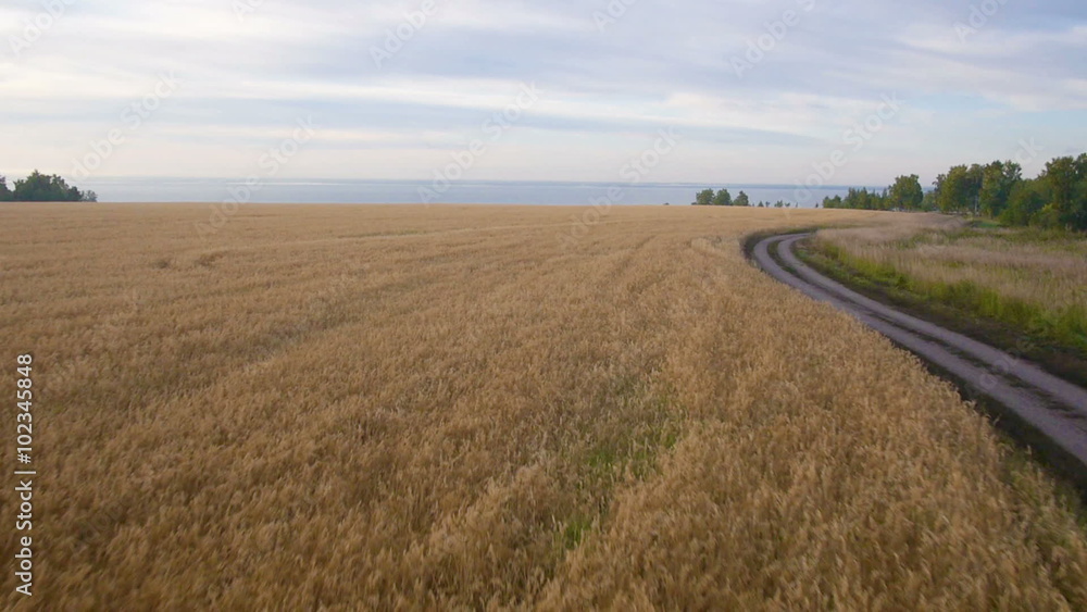 Aerial: Yellow field of wheat, blue sea. Summer morning. Aerial: Yellow field of wheat, blue sea. Summer morning.