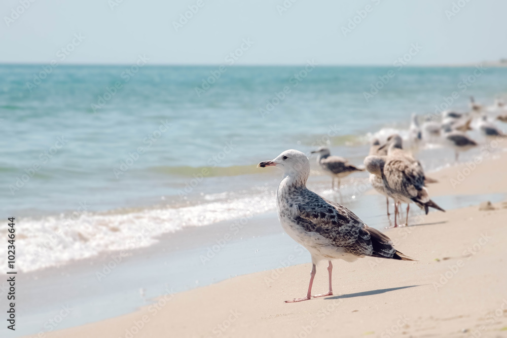 Deagulls on the coast Deagulls on the coast