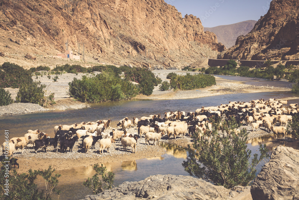 Naklejka premium Sheep in morocco landscape