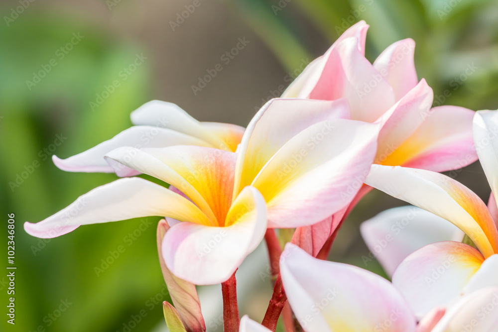 Pink yellow plumeria (frangipani) flowers.