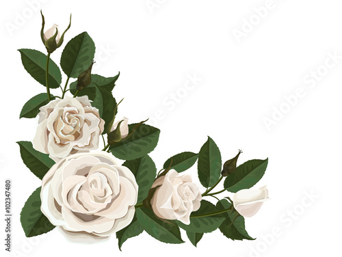 Fotografia White roses buds and green leaves