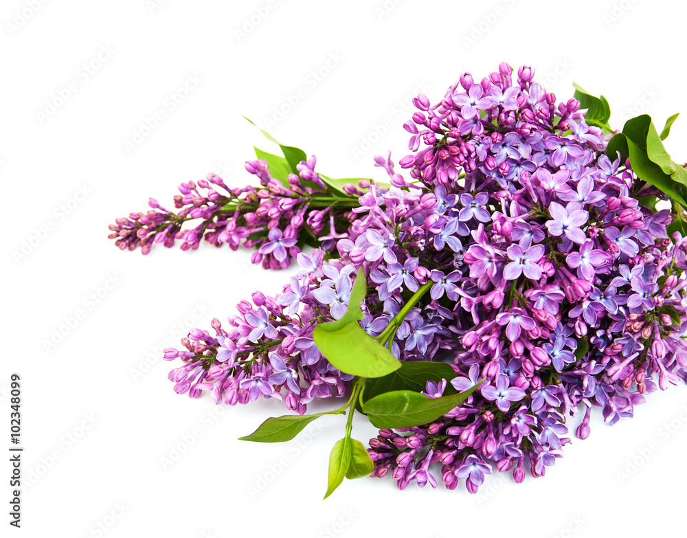 Lilac flowers