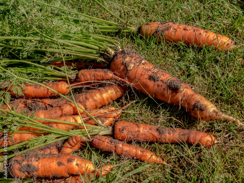 fresh harvested carrots on the ground