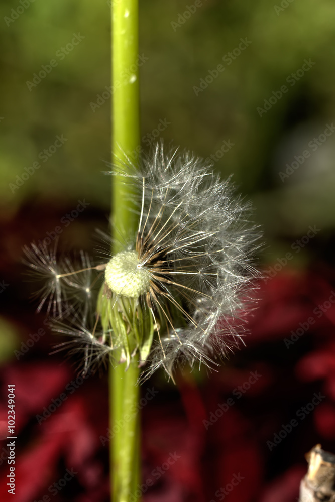 The blossoming blowball growing on a summer meadow.