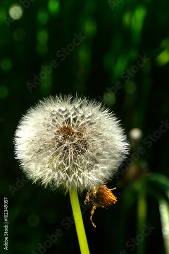 Obraz na płótnie The blossoming blowball growing on a summer meadow. w salonie