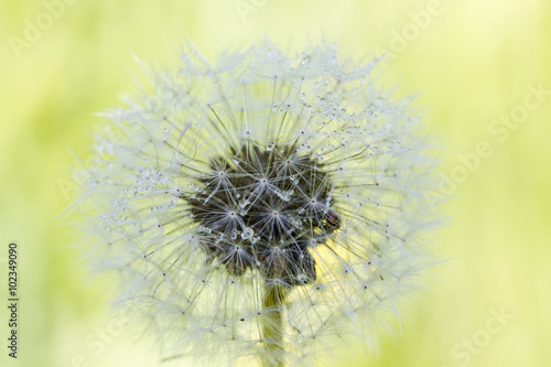 Obraz na płótnie The blossoming blowball growing on a summer meadow. w salonie