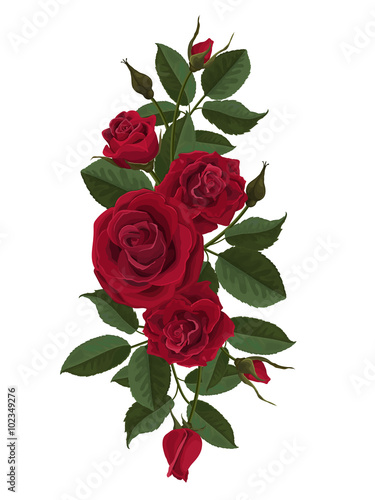 Red roses flowers, buds and leaves. Vector illustration isolated on white background (there is no gradient fill and mesh).