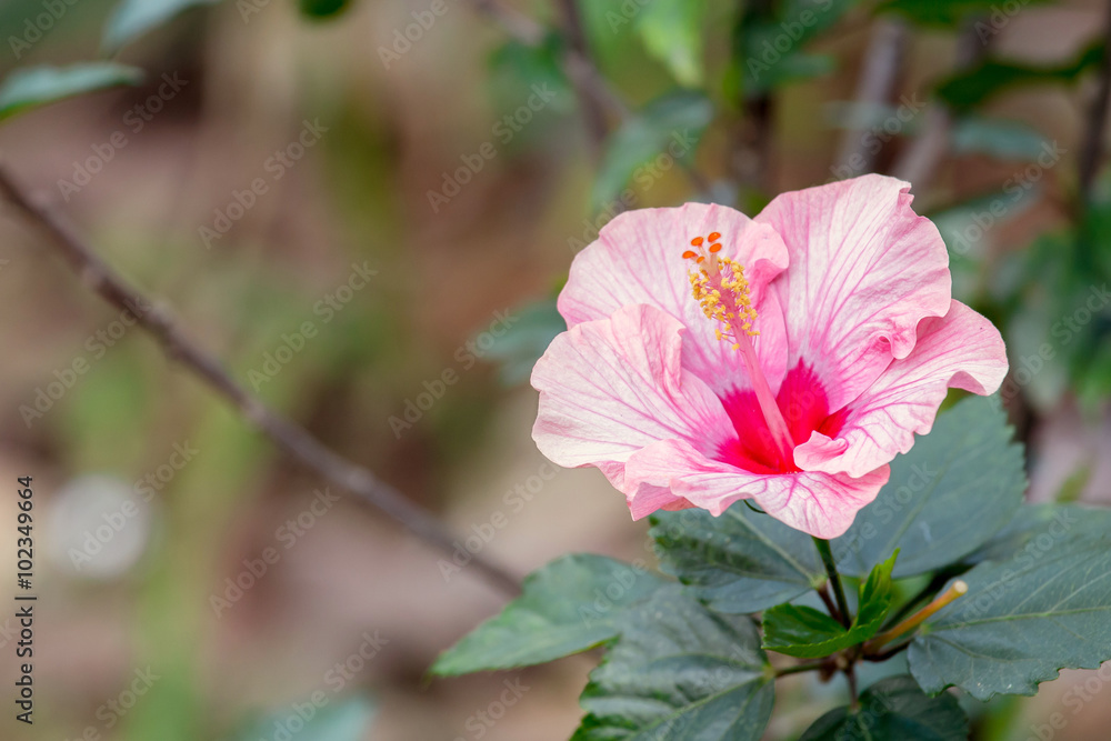 Pink Hibiscus Rosa-sinensis flower or China rose