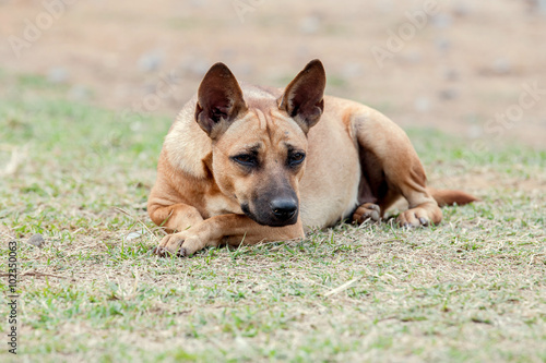 Brown dog lying on the grass. © lamyai