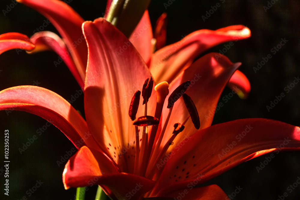 The blossoming lily growing in a flight garden.