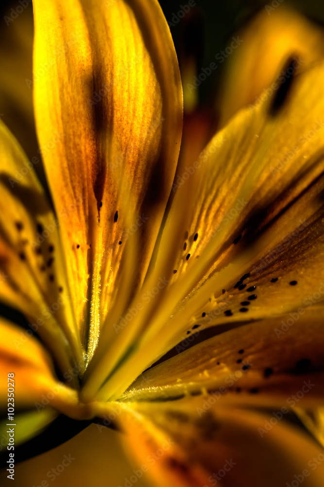 The blossoming lily growing in a flight garden.