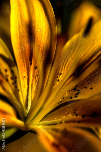 Obraz na płótnie The blossoming lily growing in a flight garden. w salonie