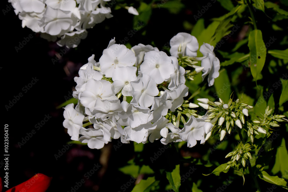 The blossoming white phloxes growing in a summer garden.