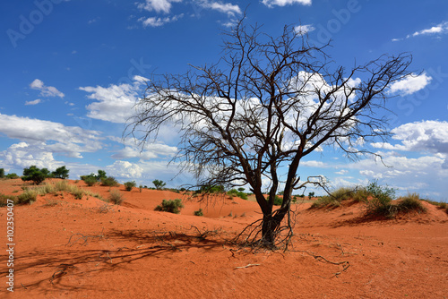 Kalahari desert, Namibia © Oleg Znamenskiy